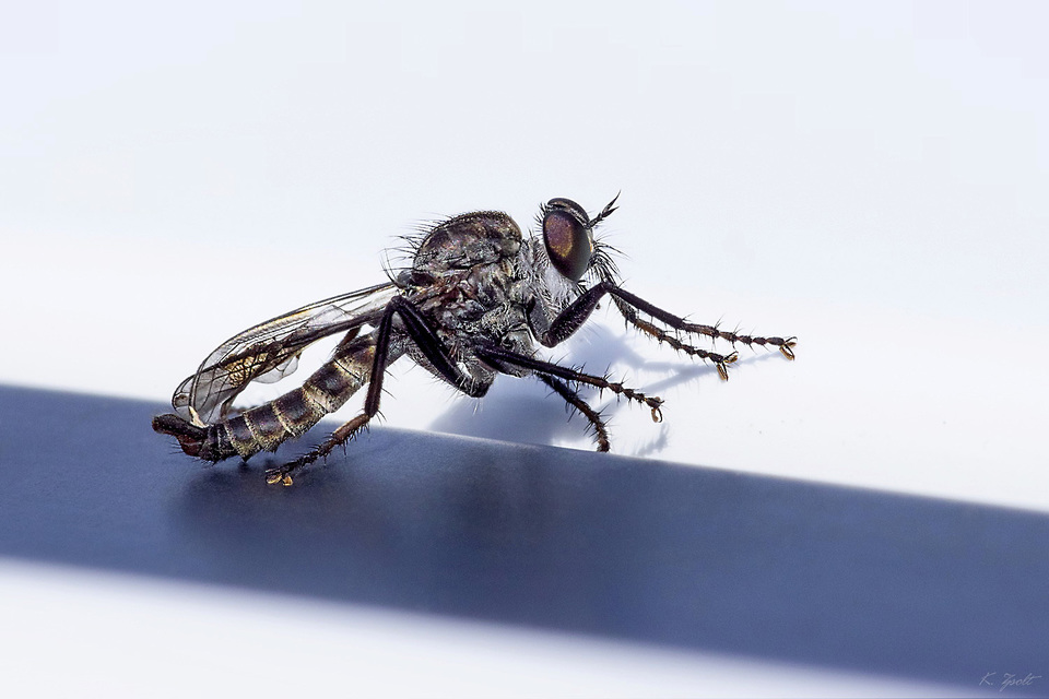 Tolmerus atripes