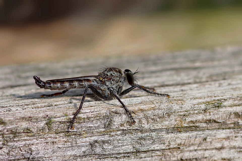 Tolmerus atripes