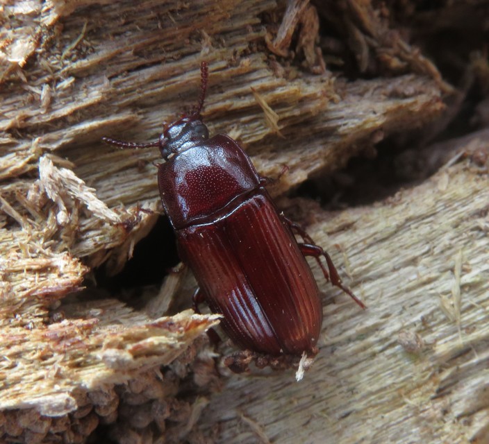Uloma culinaris - nagy rágványbogár