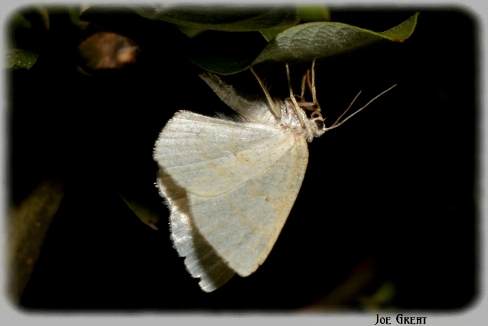 Cabera exanthemata - pettyes égeraraszoló