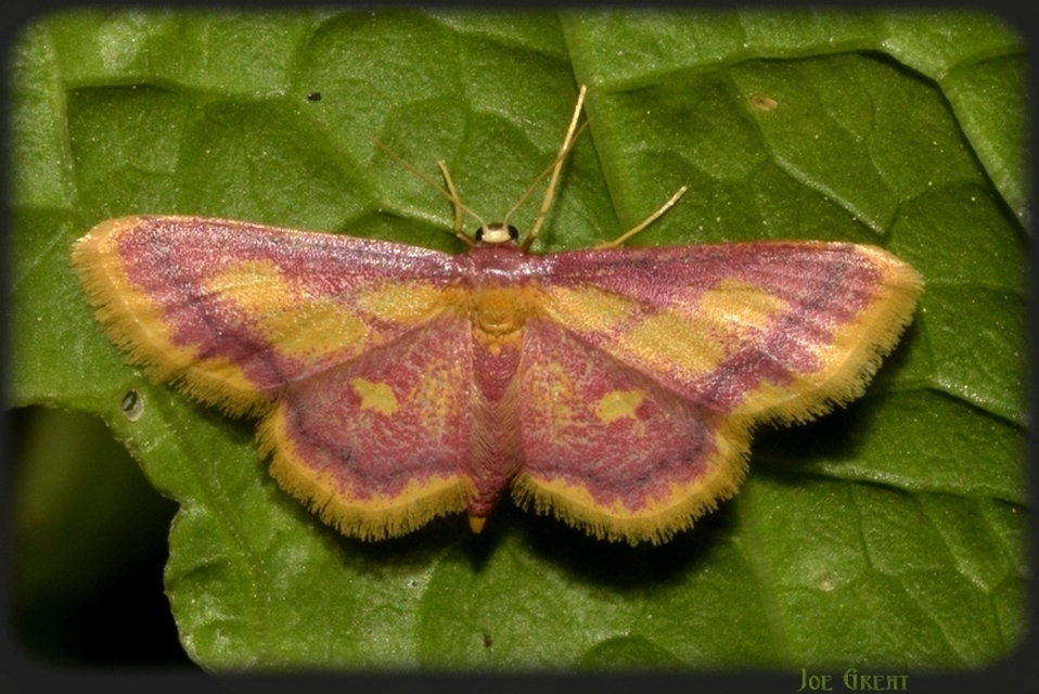 Idaea muricata - mocsári pirosaraszoló