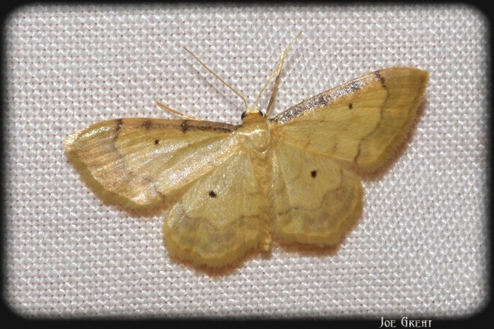 Idaea politaria - vonalas apróaraszoló