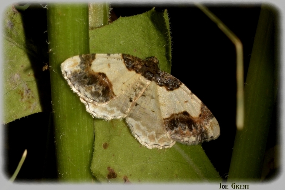 Ligdia adustata - barna levélaraszoló