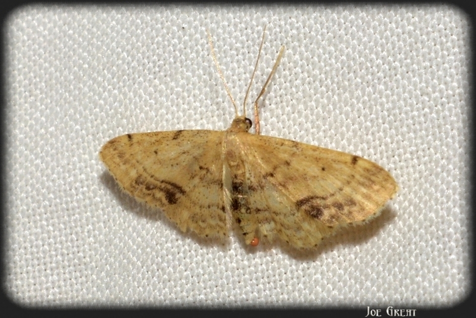 Idaea dimidiata - gyakori apróaraszoló