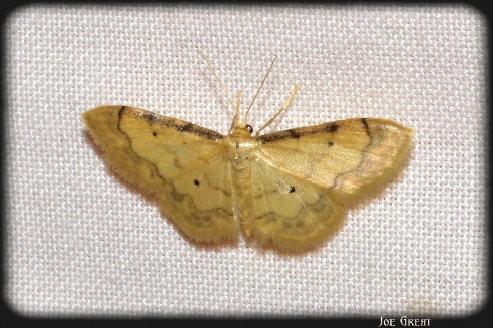 Idaea politaria - vonalas apróaraszoló