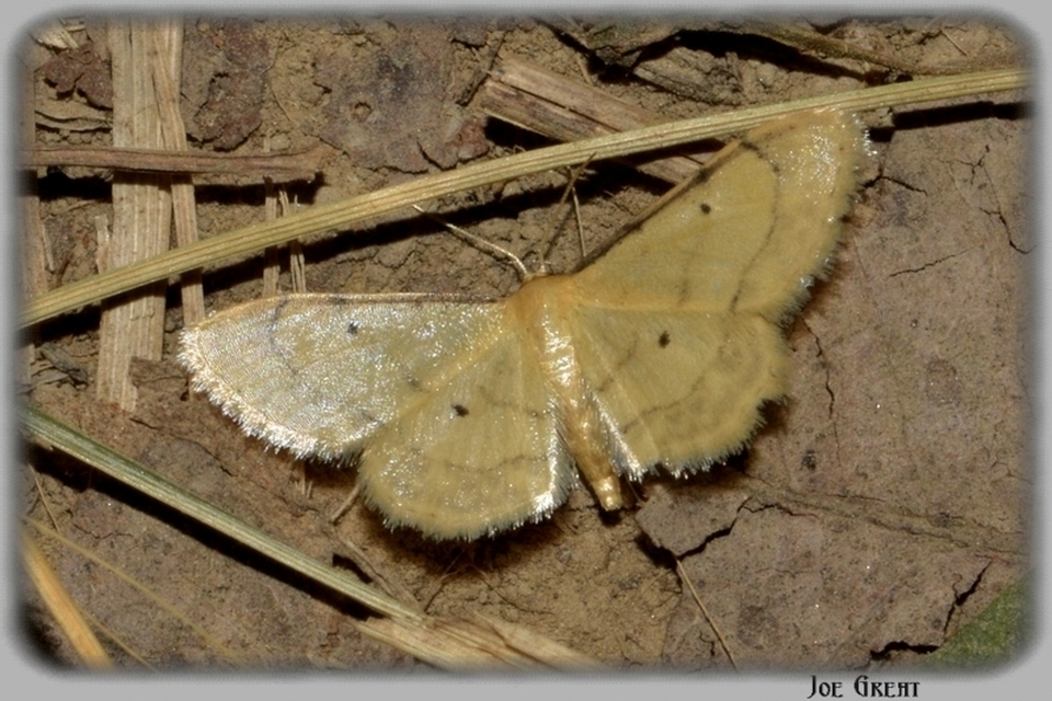 Idaea politaria - vonalas apróaraszoló