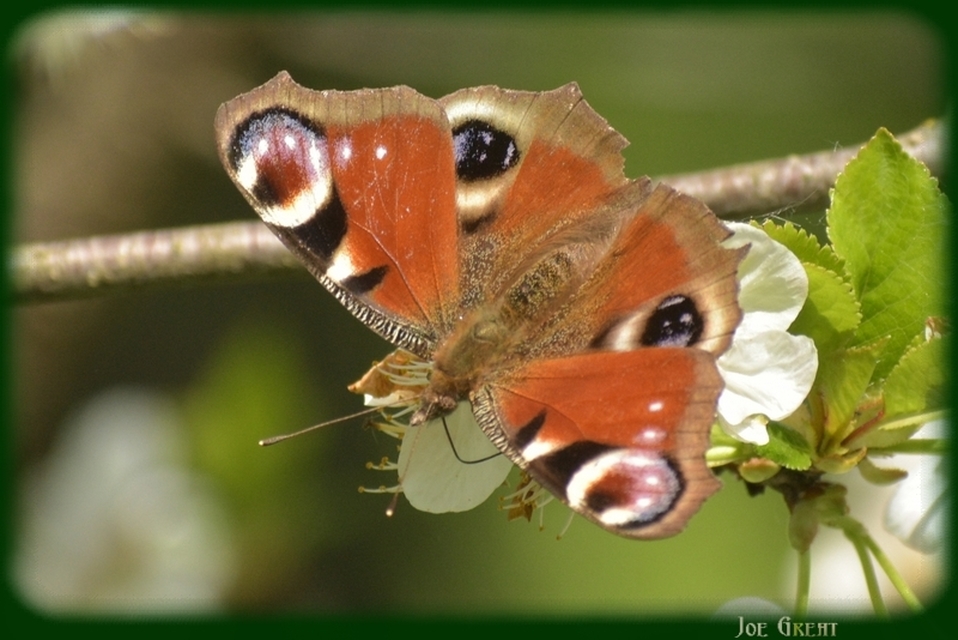 Nymphalis io - nappali pávaszem