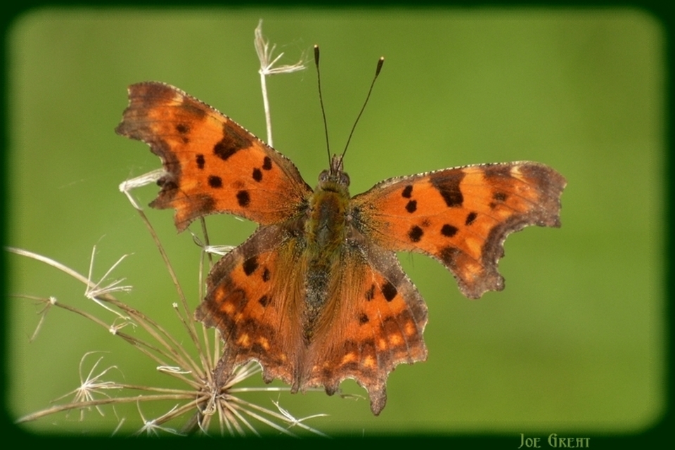 Nymphalis c-album - C-betűs lepke