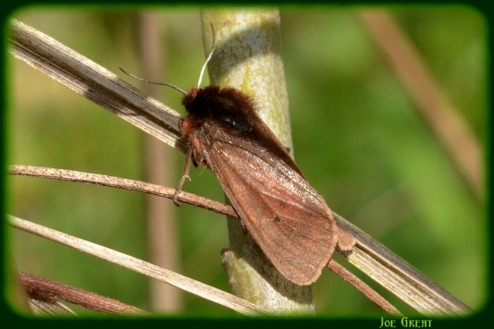 Phragmatobia fuliginosa - füstös medvelepke