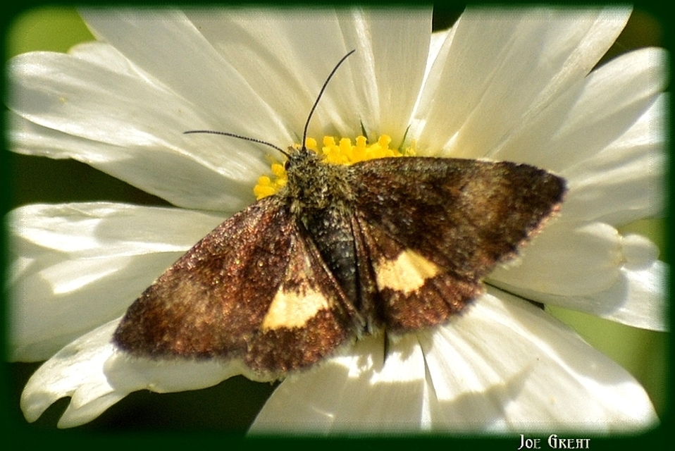 Panemeria tenebrata - apró sárgabagoly