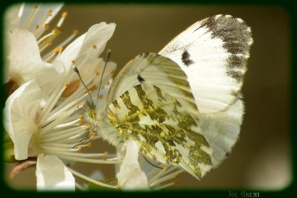 Anthocharis cardamines - hajnalpírlepke