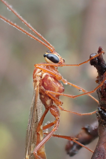 Ophion obscuratus