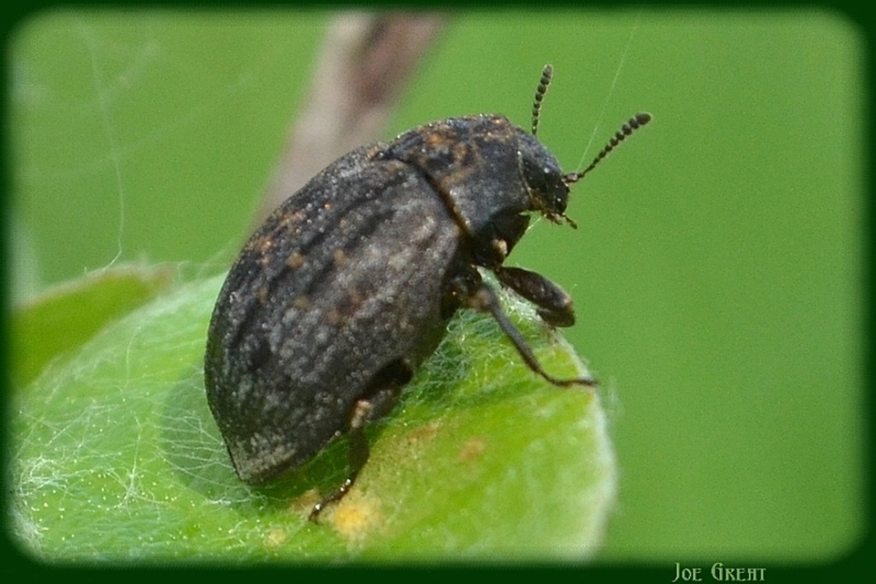 Byrrhus pilula - közönséges labdacsbogár
