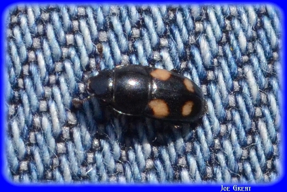 Glischrochilus quadrisignatus - amerikai fénybogár Glischrochilus quadrisignatus - amerikai fénybogár