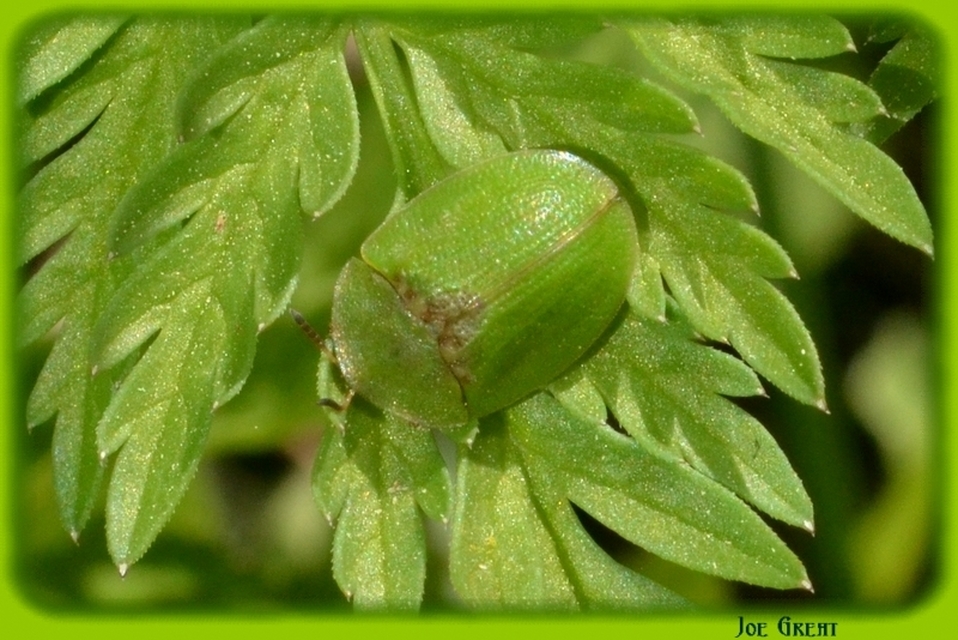 Cassida rubiginosa - lapos pajzsbogár Cassida rubiginosa - lapos pajzsbogár