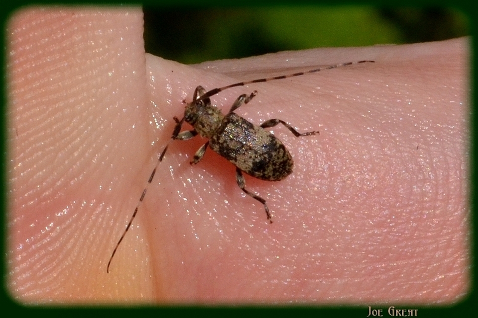 Leiopus nebulosus - öves gesztcincér