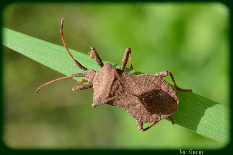 Coreus marginatus - közönséges karimáspoloska