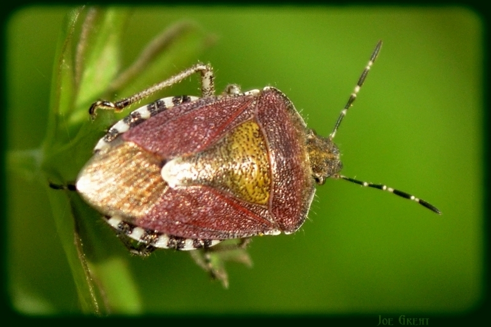 Dolycoris baccarum - közönséges bogyómászó-poloska Dolycoris baccarum - közönséges bogyómászó-poloska