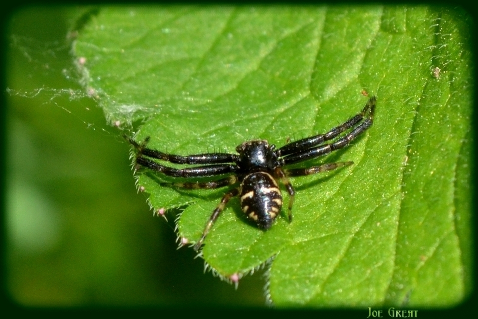 Araneae - Pókok