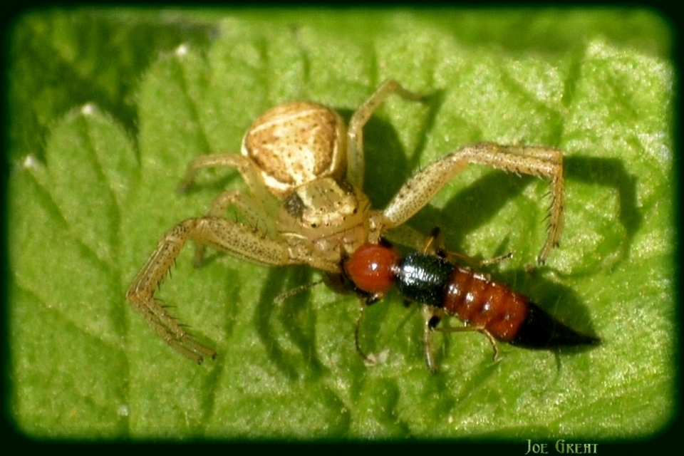 Araneae - Pókok