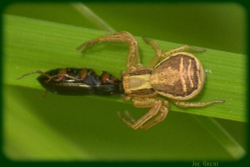 Araneae - Pókok