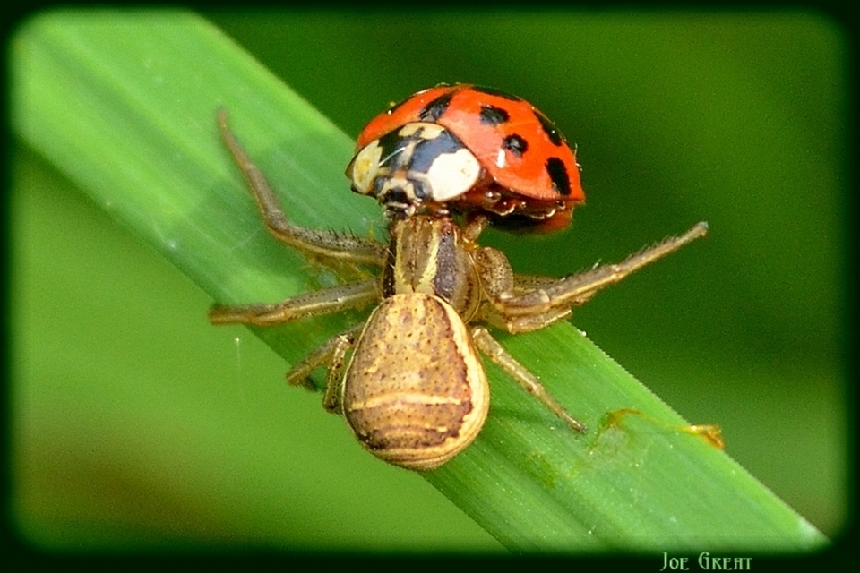 Araneae - Pókok