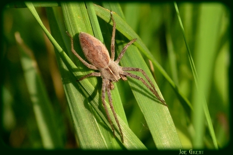 Araneae - Pókok