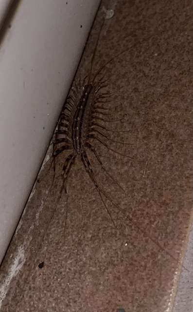 Scutigera coleoptrata - légyölő pókszázlábú