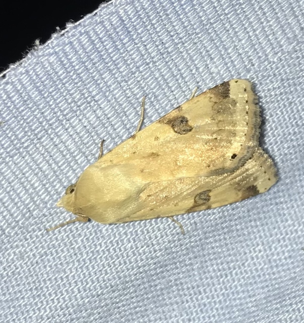 Heliothis peltigera - nagy veteménybagoly