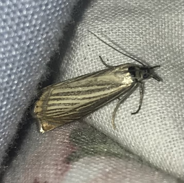 Chrysoteuchia culmella - kerti fűgyökérmoly