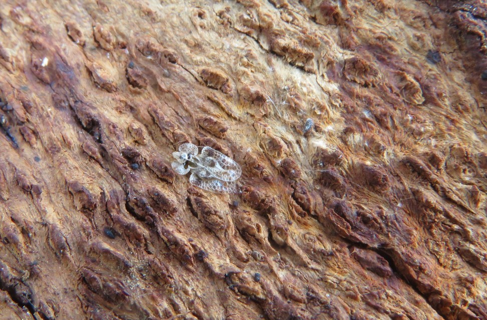 Corythucha arcuata - tölgy-csipkéspoloska