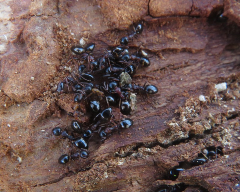 Dolichoderus quadripunctatus - négypettyes erdeihangya