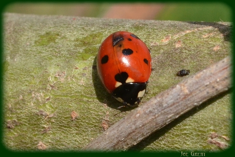 Coccinella septempunctata - hétpettyes katica