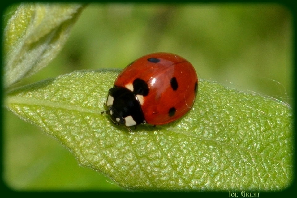 Coccinella septempunctata - hétpettyes katica