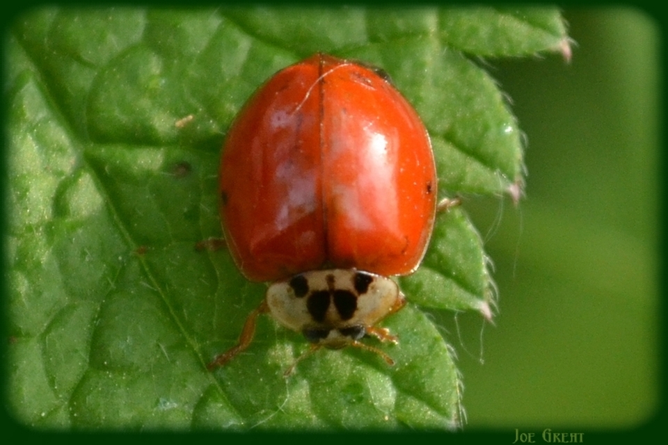 Harmonia axyridis - harlekinkatica