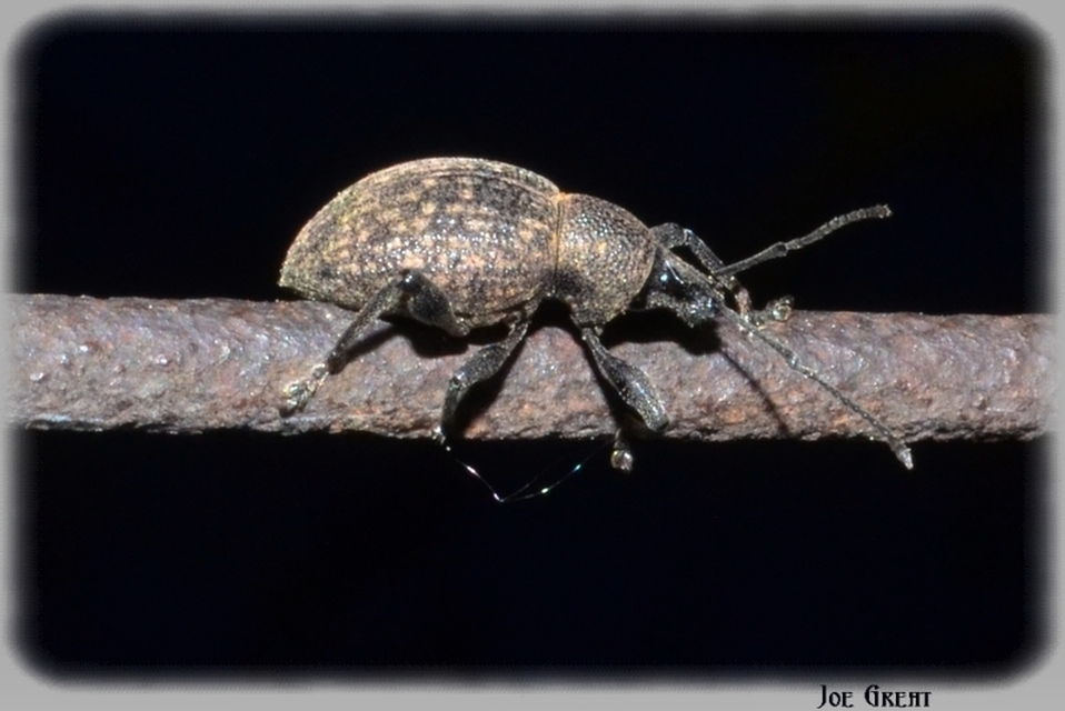 Curculionidae - ormányosbogár-félék