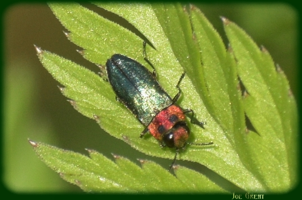 Anthaxia signaticollis - keleti virágdíszbogár