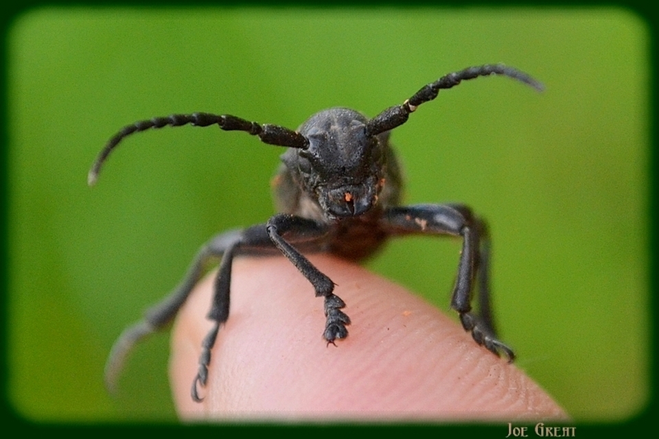 Dorcadion aethiops - fekete gyalogcincér