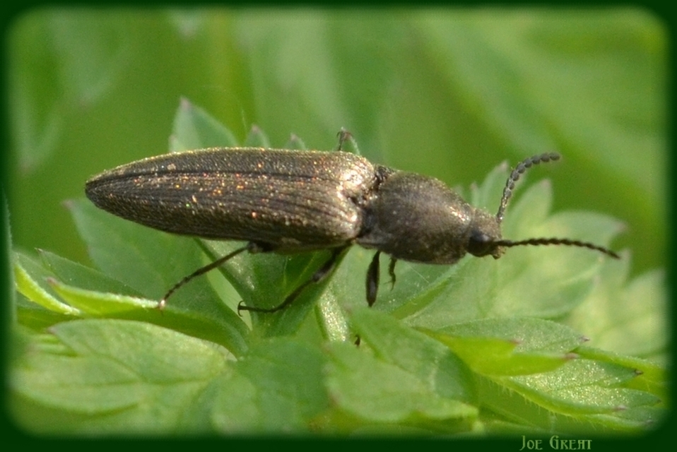 Elateridae - pattanóbogárfélék