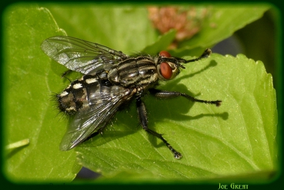 Sarcophagidae - húslégyfélék