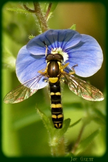 Sphaerophoria