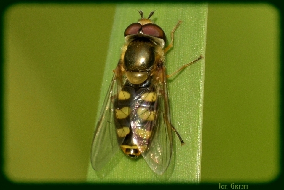 Syrphidae - zengőlegyek