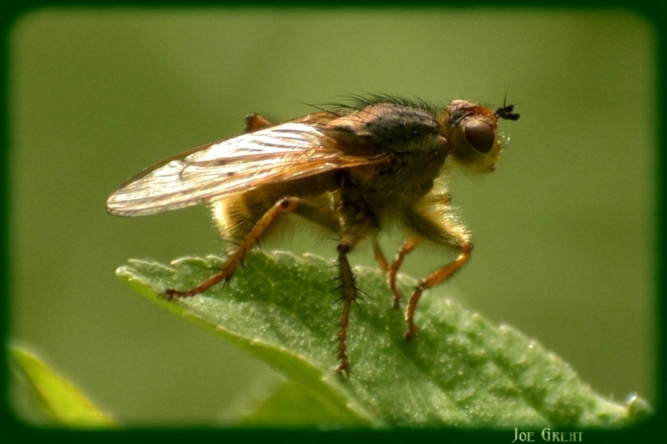Scathophaga