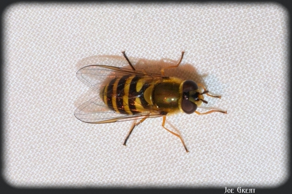 Syrphidae - zengőlegyek