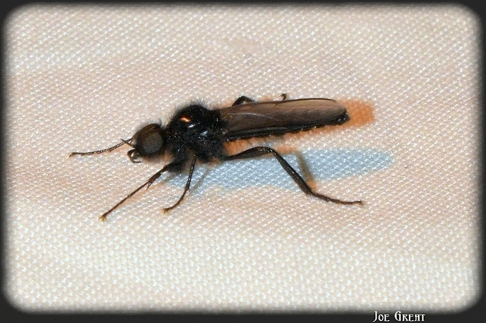 Bibionidae - bársonylegyek