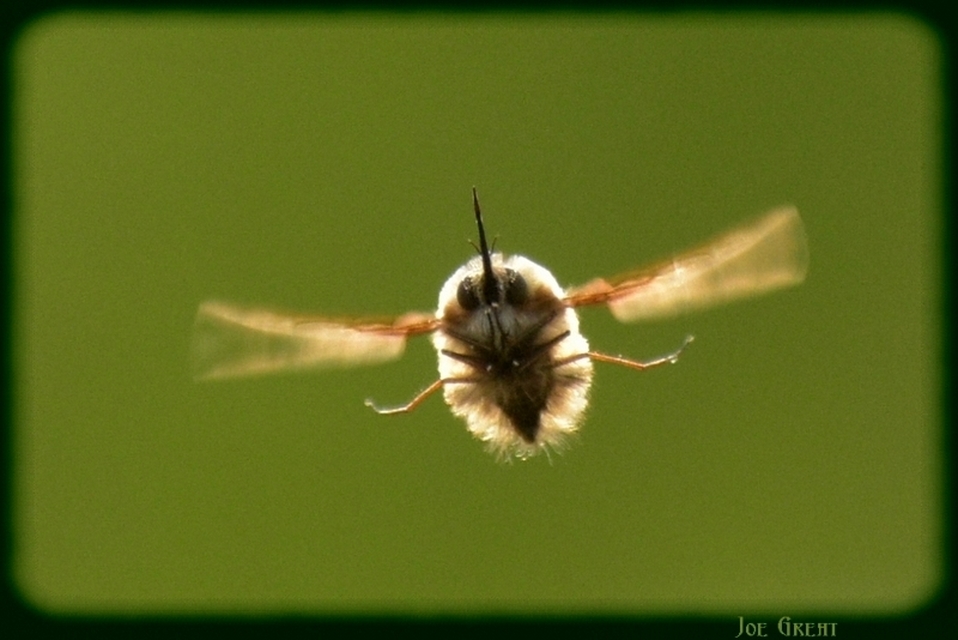 Bombyliidae - pöszörlégyfélék