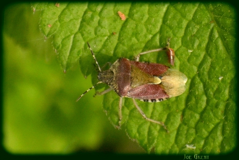 Dolycoris baccarum - közönséges bogyómászó-poloska Dolycoris baccarum - közönséges bogyómászó-poloska