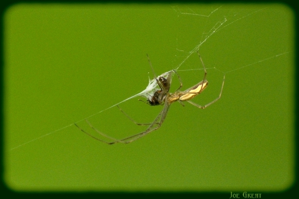 Araneae - Pókok