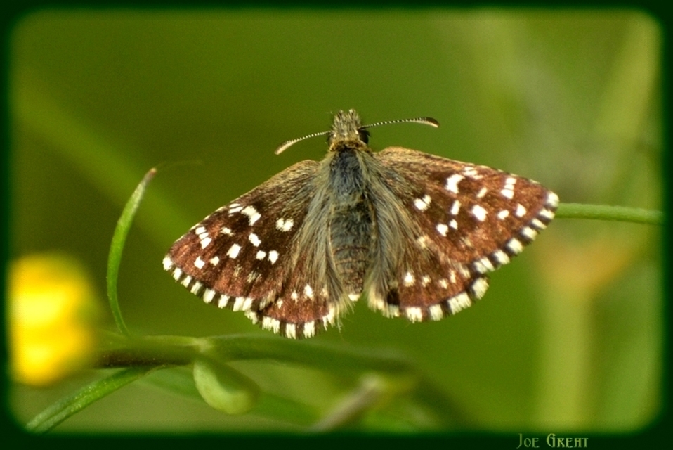Pyrgus malvae - kis busalepke
