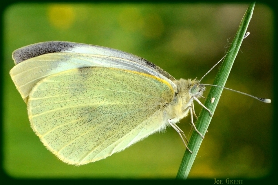 Pieris brassicae - káposztalepke